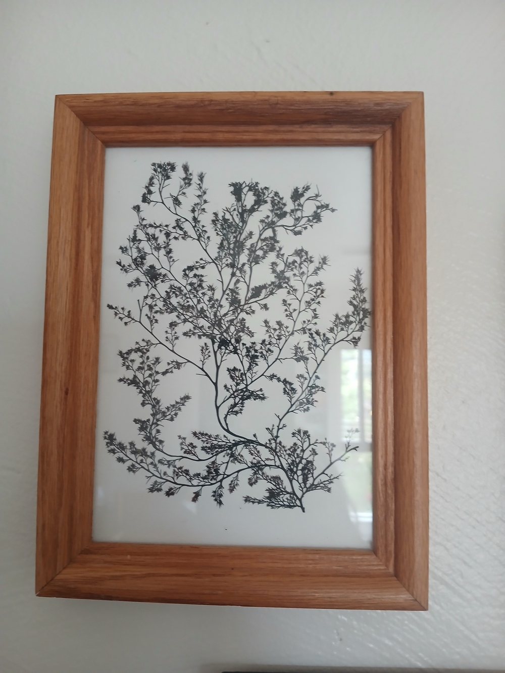 Wood Frame Seaweed Pressing Wall Art